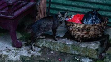 el gato busca sobras en la papelera foto