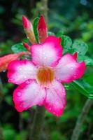 Adenium obesum,Impala Lily. photo