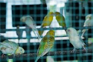 Beautiful Bird Parks Inside Aviary 01 photo