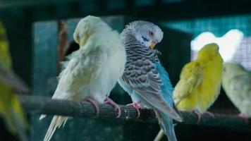 The parkite bird inside the aviary cleans feathers with its beak in the morning 03 photo