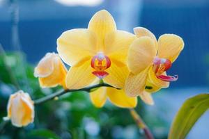 Orquídea de luna amarilla en el desenfoque de fondo del jardín foto