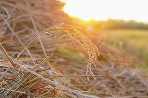 close up of rice that has been harvested photo