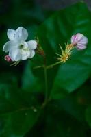 potrait hermosas flores de jazmín en el jardín por la mañana foto