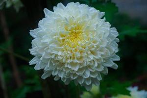 Close up Single White Flower Chrysanthemum with Blur Background photo