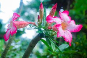 cambodia red flowers among tree branches and leaves photo