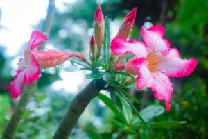 Flores rojas de Camboya entre las ramas y las hojas de los árboles. foto