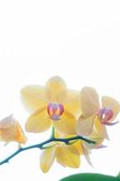 yellow moon orchid  background photo