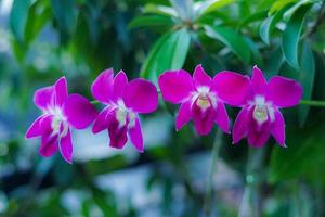orchid bloom in the botanical garden 02 photo