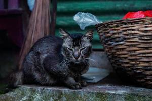 gato durmiendo junto a una papelera de mimbre de bambú, gato javanés 02 foto