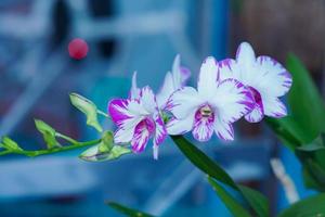 flor exuberante de orquídea manchada sobre un fondo púrpura 03 foto