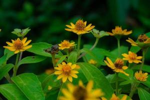 Yellow Flower Photo Background Selective Focus
