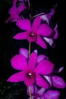 flores del jardín de orquídeas de bali, denpasar foto