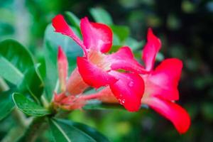 Red color plumeria flower in garden photo
