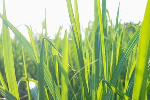 fotos de fondo de hoja de caña de azúcar gratis