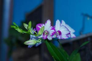 spotted orchid lush bloom on a purple background 04 photo