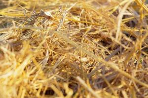 rice bran texture -abstract free background photo