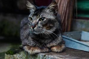 loreng cat aka garong cat, this cat usually guards the house from rat pests 03 photo