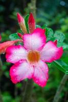 Pink Adenium bloom in a pot in the morning. photo