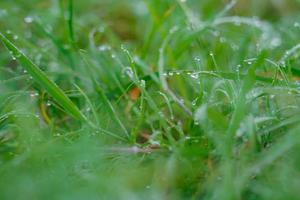 Abstract natural backgrounds grass photo