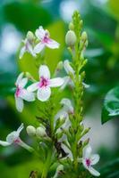 grape fruit flower 03 photo