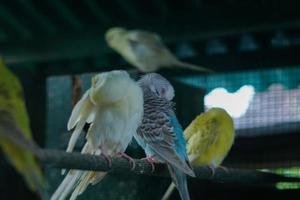 el pájaro parkita dentro del aviario limpia las plumas con su pico en la mañana 02 foto