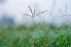 Such is the winter in Sochi, Krasnodar region photo