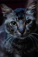 retrato de gato negro foto