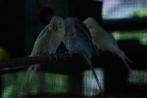 Beautiful Bird Parks Inside Aviary 03 photo