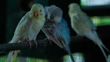 The parkite bird inside the aviary cleans feathers with its beak in the morning 01 photo