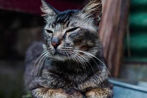 loreng cat aka garong cat, this cat usually guards the house from rat pests photo