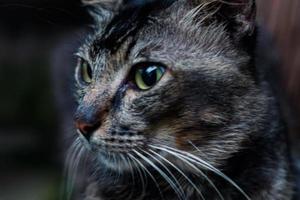 gato loreng, también conocido como gato garong, este gato generalmente protege la casa de las plagas de ratas 01 foto