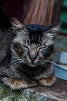 lindo gato - Fotografía de stock foto