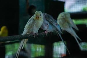 Beautiful Bird Parks Inside Aviary 02 photo
