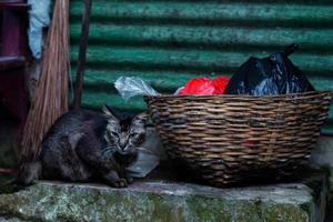 gato durmiendo junto a una papelera de mimbre de bambú, gato javanés 01 foto