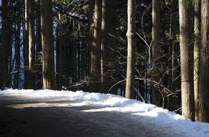 sendero cubierto de nieve que atraviesa un bosque foto