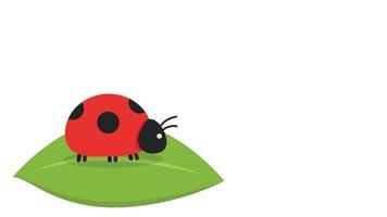 Ladybug vector. ladybug on white background. wallpaper. symbol. vector