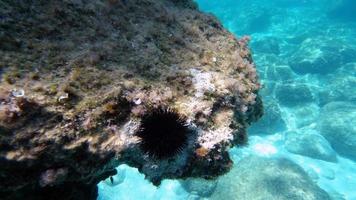 Sardinia crystal water underwater view while diving photo