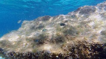 Sardinia crystal water underwater view while diving photo