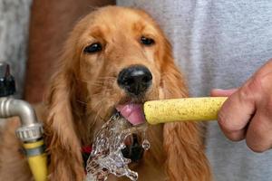 Thirsty Dog puppy cocker spaniel drinking photo