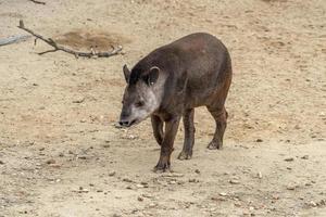 tapir viniendo a ti foto