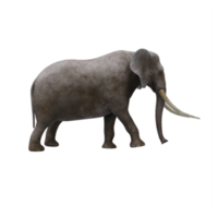 3d elefante isolato png