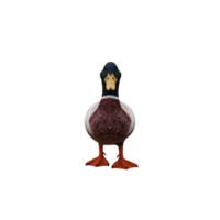 canard colvert isolé png