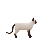 3d siamese katt isolerat png