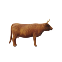 3d scotland cattle isolated png
