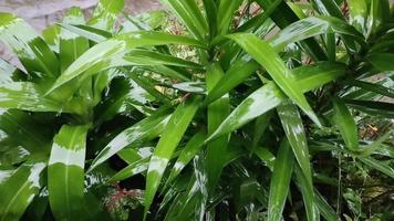 plantas en el jardín expuestas al agua de lluvia, imágenes del concepto de naturaleza. video