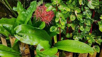 plantas en el jardín expuestas al agua de lluvia, imágenes del concepto de naturaleza. video