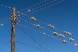 tillandsia recurvata air ball moss on a wire in baja california mexico photo