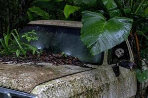 cráneo dentro de un auto abandonado en el bosque foto