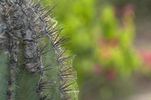 baja california sur giant cactus in desert photo