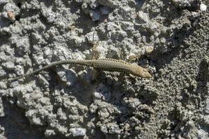 Lizard macro close up photo